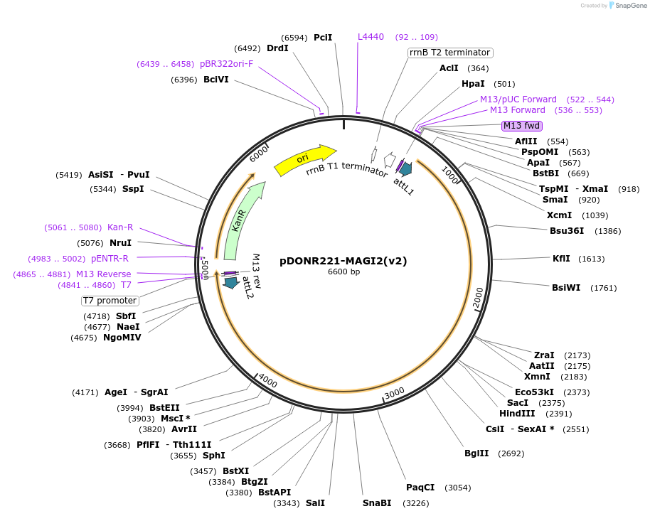 166183-plasmid-map-sequence-id-329529
