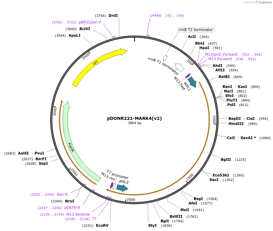 166186-plasmid-map-sequence-id-329532