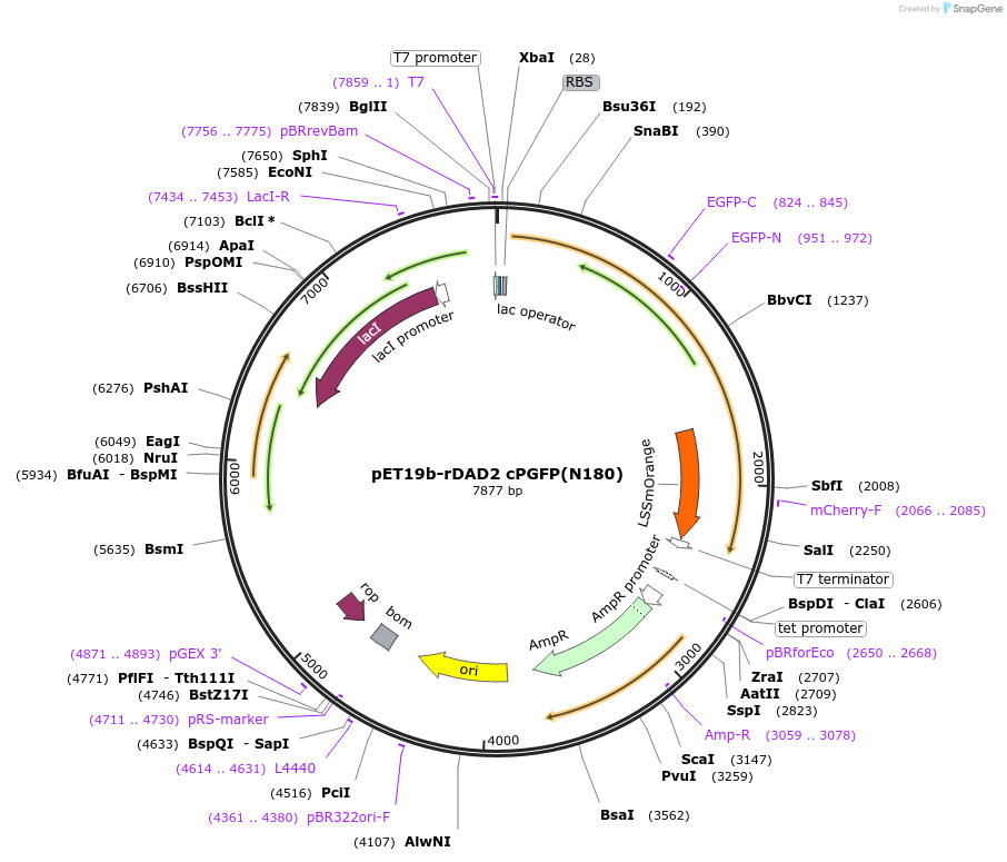 166001-plasmid-map-sequence-id-329546