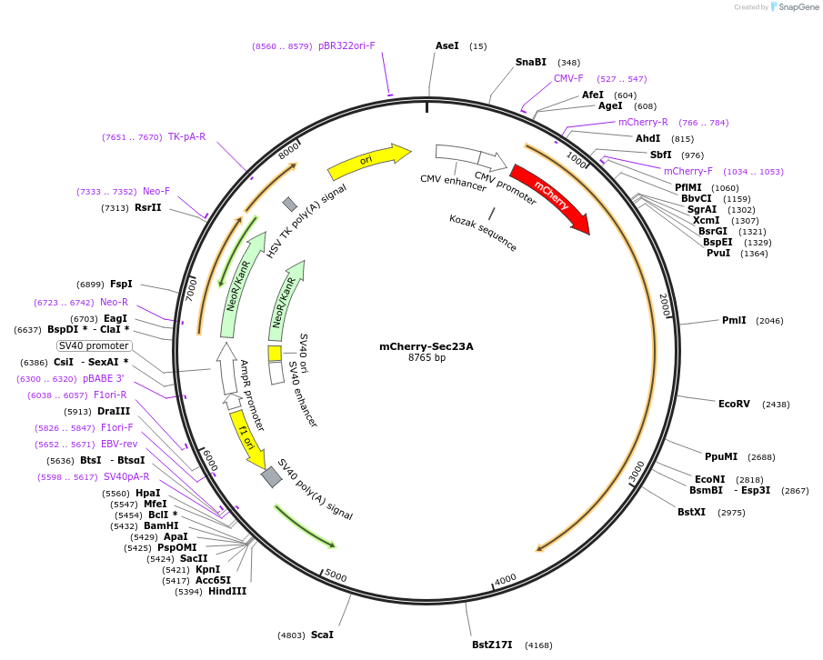166894-plasmid-map-sequence-id-329550