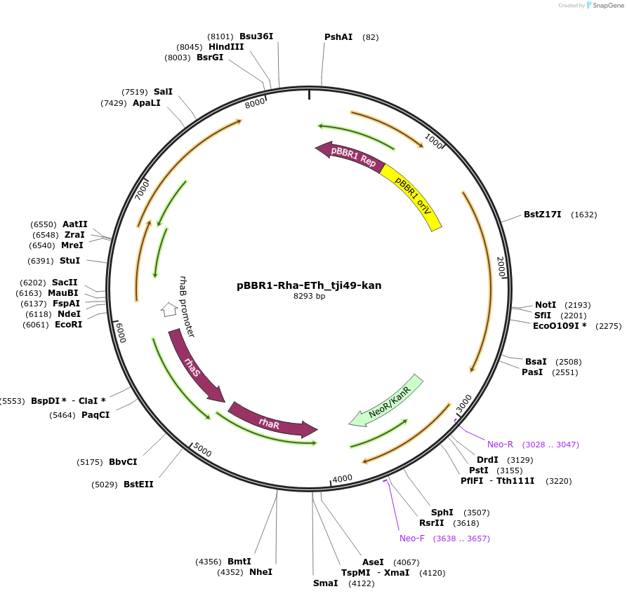 166669-plasmid-map-sequence-id-329553