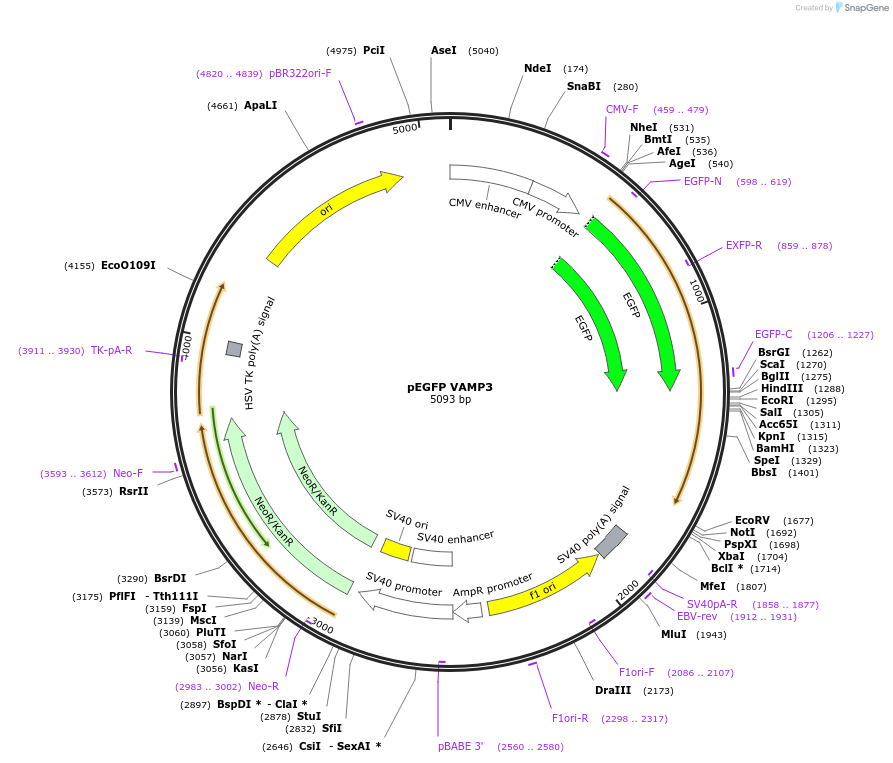 42310-plasmid-map-sequence-id-329560