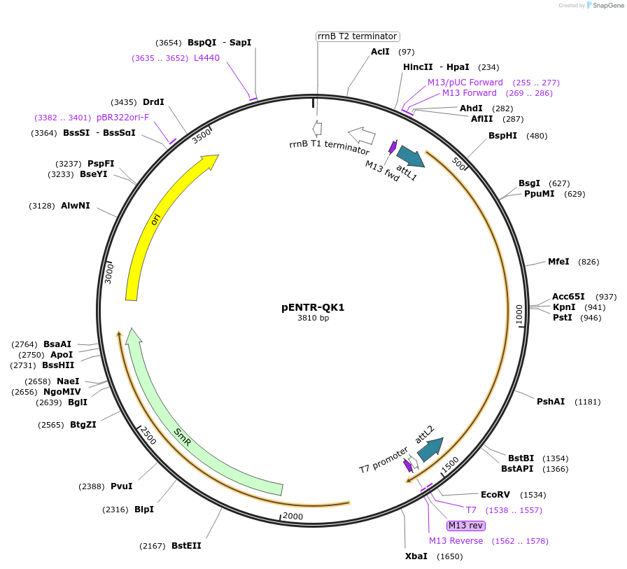 16183-plasmid-map-sequence-id-329564