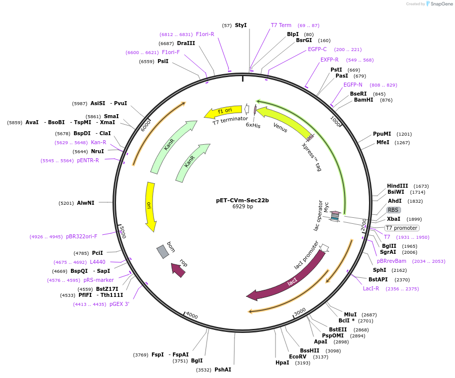 168029-plasmid-map-sequence-id-329574