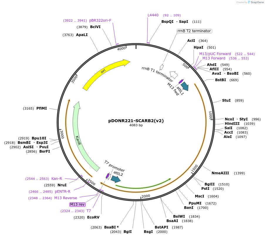 166207-plasmid-map-sequence-id-329597