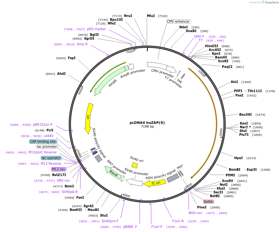 45906-plasmid-map-sequence-id-329601