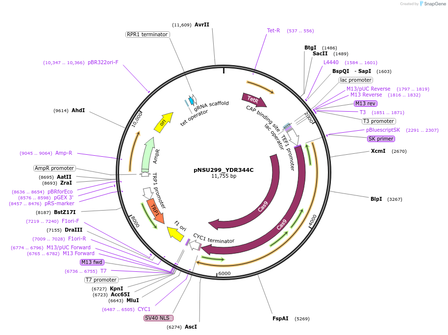 166072-plasmid-map-sequence-id-329603