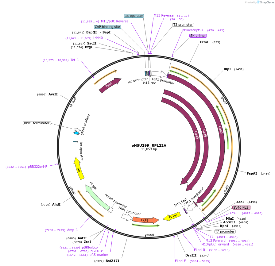 166079-plasmid-map-sequence-id-329605