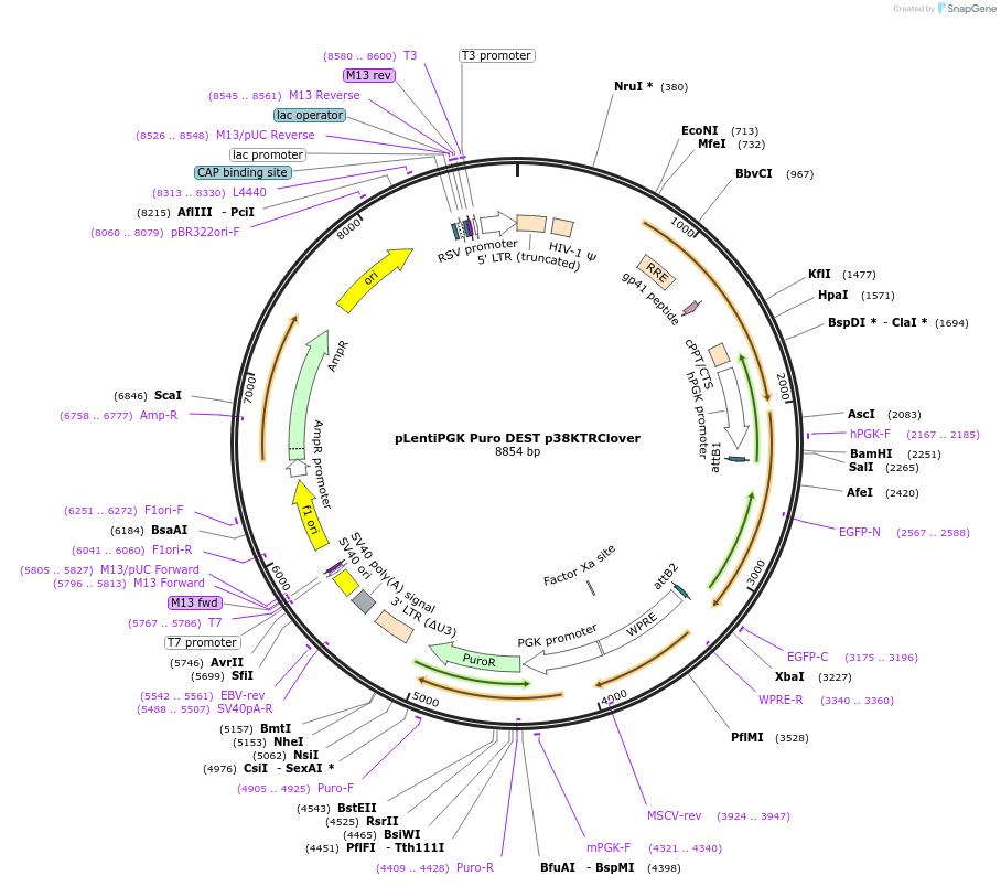 59152-plasmid-map-sequence-id-329606