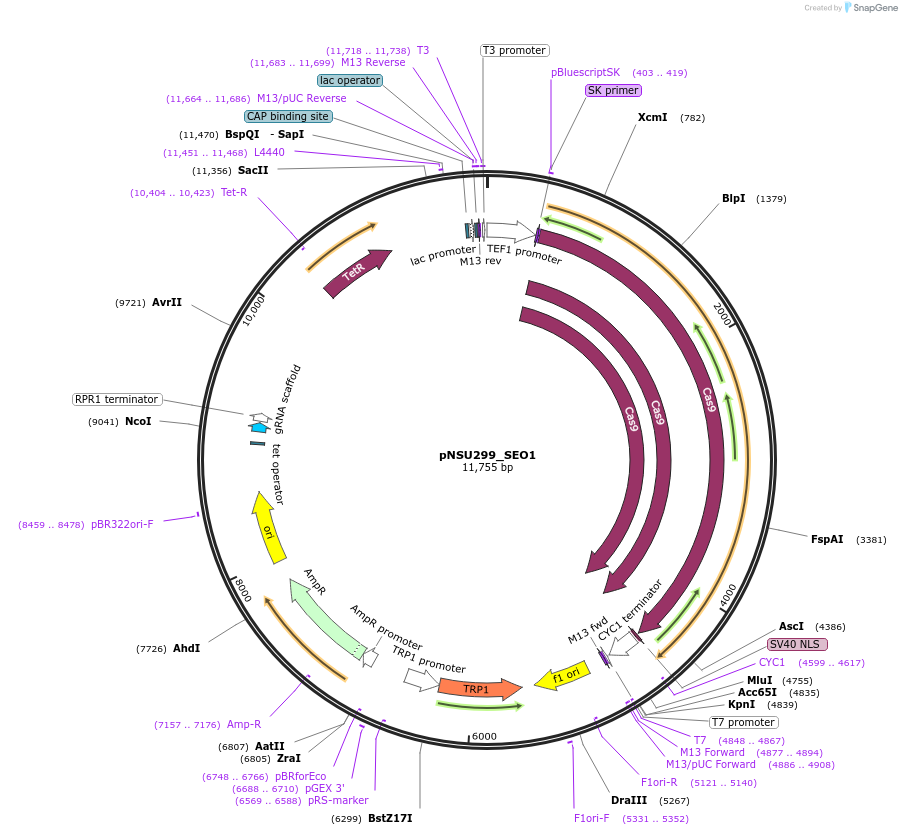 166076-plasmid-map-sequence-id-329607