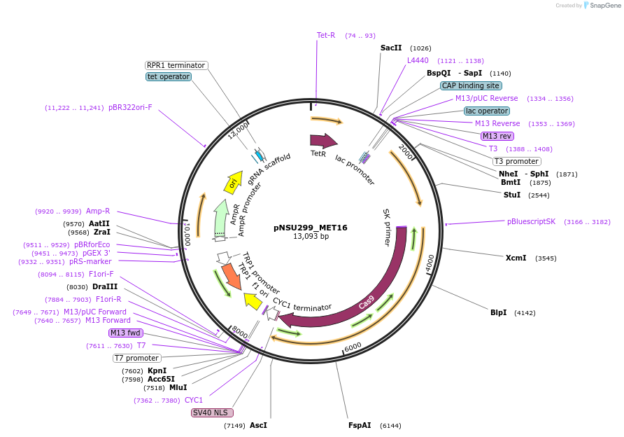 166091-plasmid-map-sequence-id-329609
