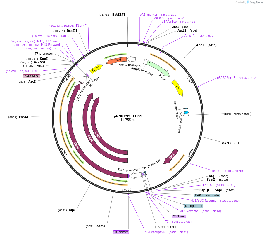 166092-plasmid-map-sequence-id-329611