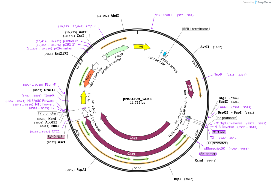 166090-plasmid-map-sequence-id-329612