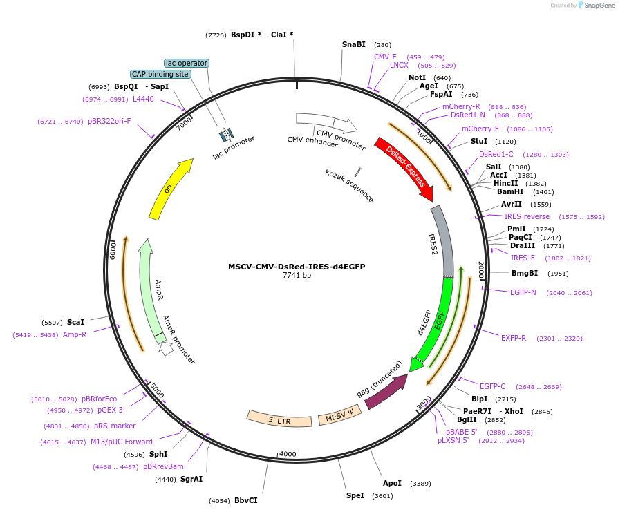41943-plasmid-map-sequence-id-329613