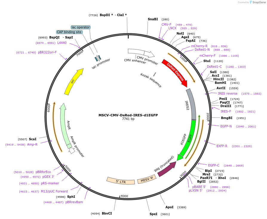 41942-plasmid-map-sequence-id-329614