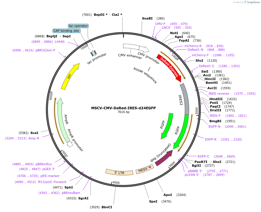 41944-plasmid-map-sequence-id-329616
