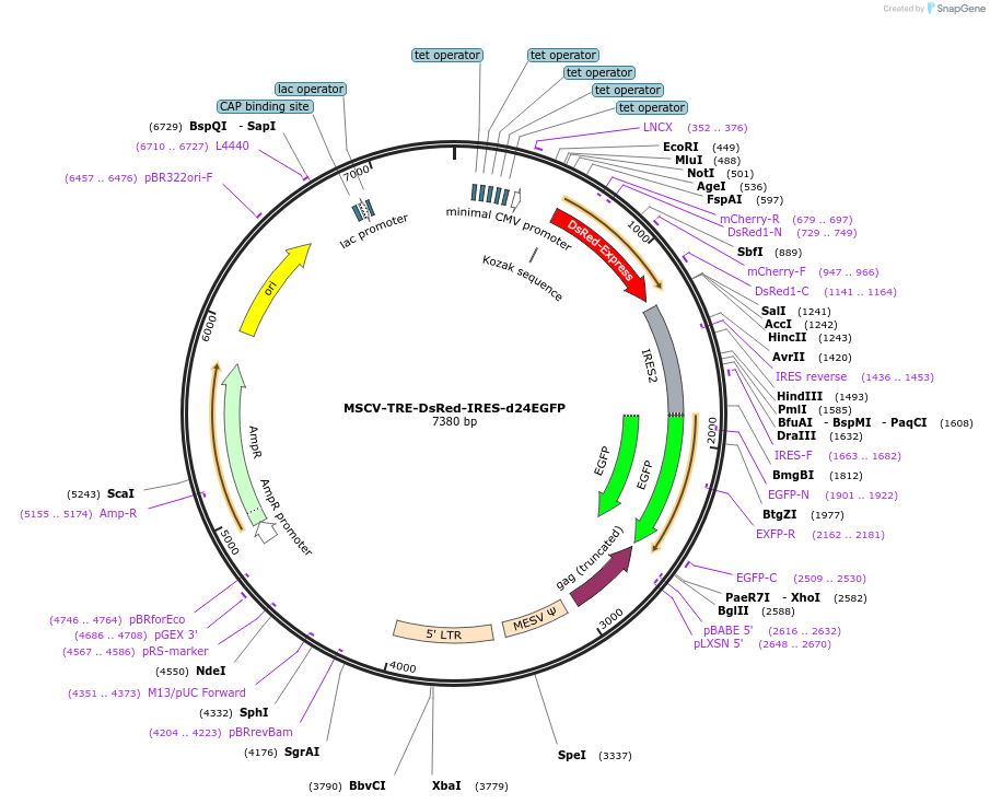 41945-plasmid-map-sequence-id-329618