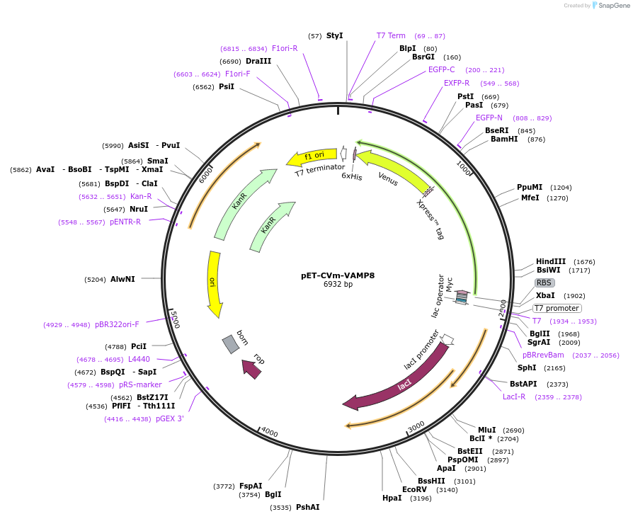 168028-plasmid-map-sequence-id-329626