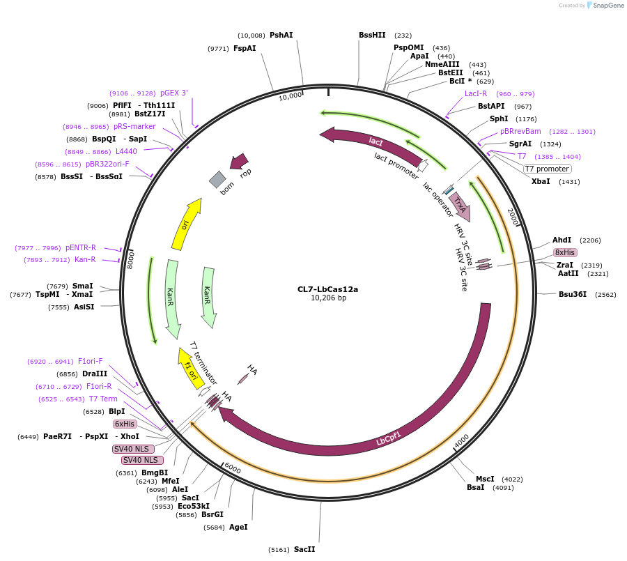 164658-plasmid-map-sequence-id-329649