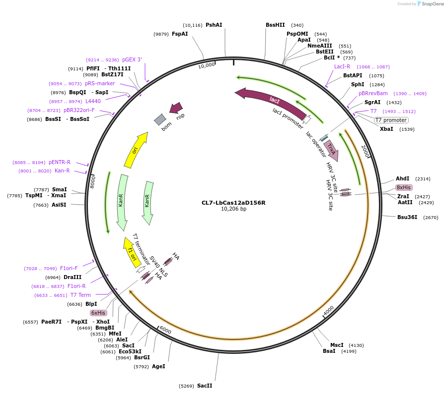 164659-plasmid-map-sequence-id-329651