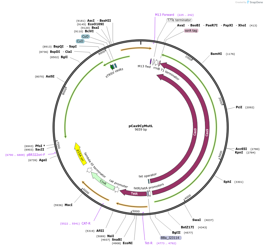 166981-plasmid-map-sequence-id-329657