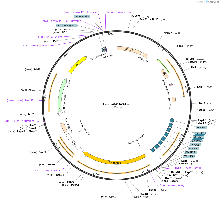 166455-plasmid-map-sequence-id-329694