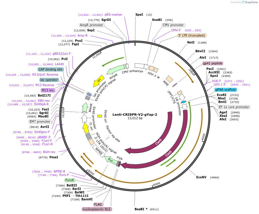 166482-plasmid-map-sequence-id-329702