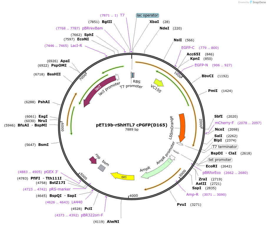 166003-plasmid-map-sequence-id-329720