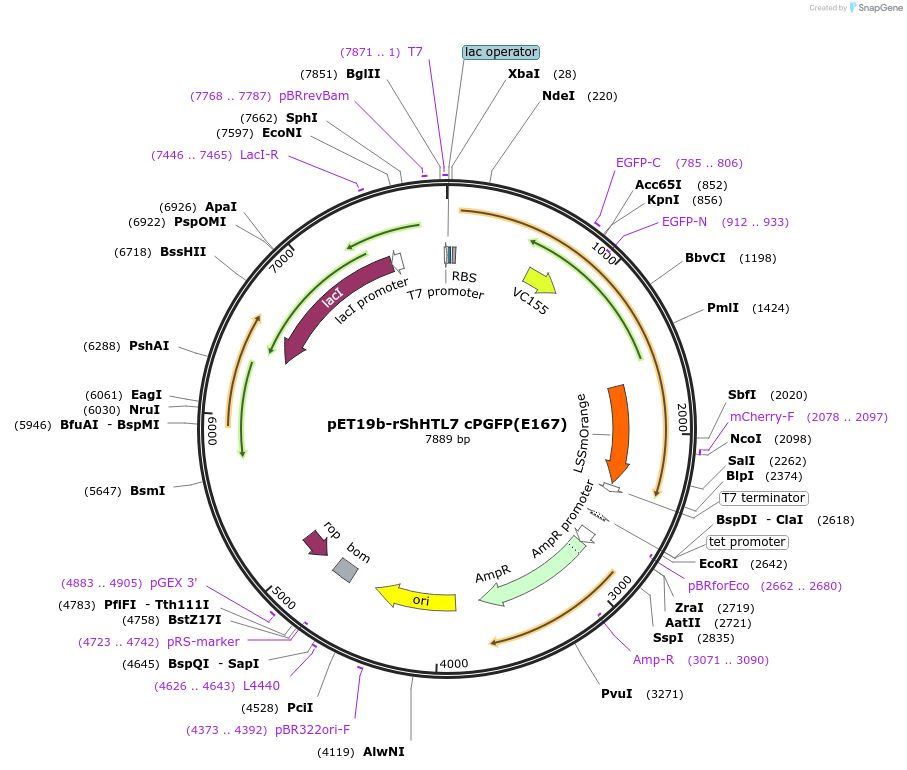 166004-plasmid-map-sequence-id-329721