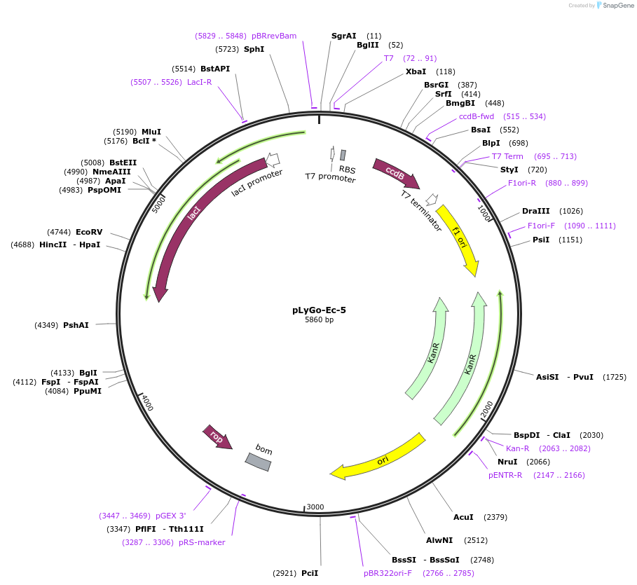 163131-plasmid-map-sequence-id-329722