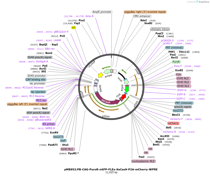 168107-plasmid-map-sequence-id-329724