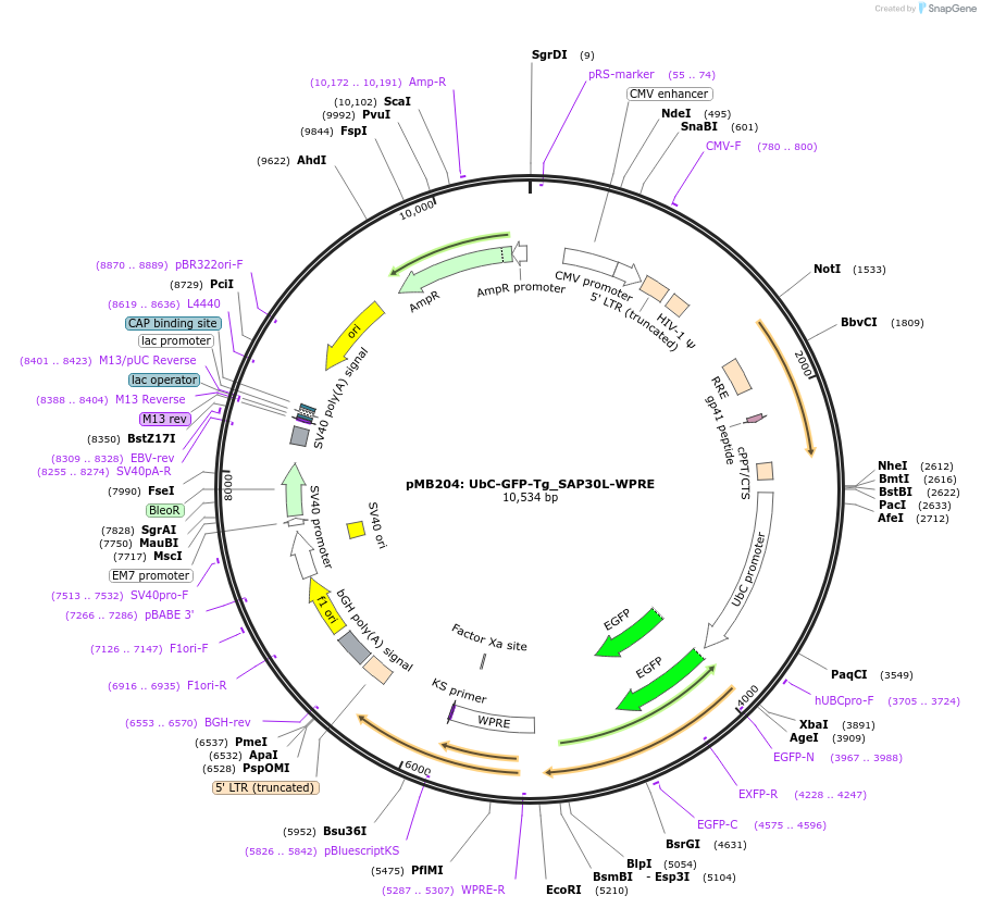 168109-plasmid-map-sequence-id-329725