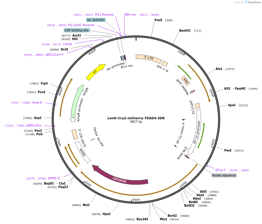 166449-plasmid-map-sequence-id-329730