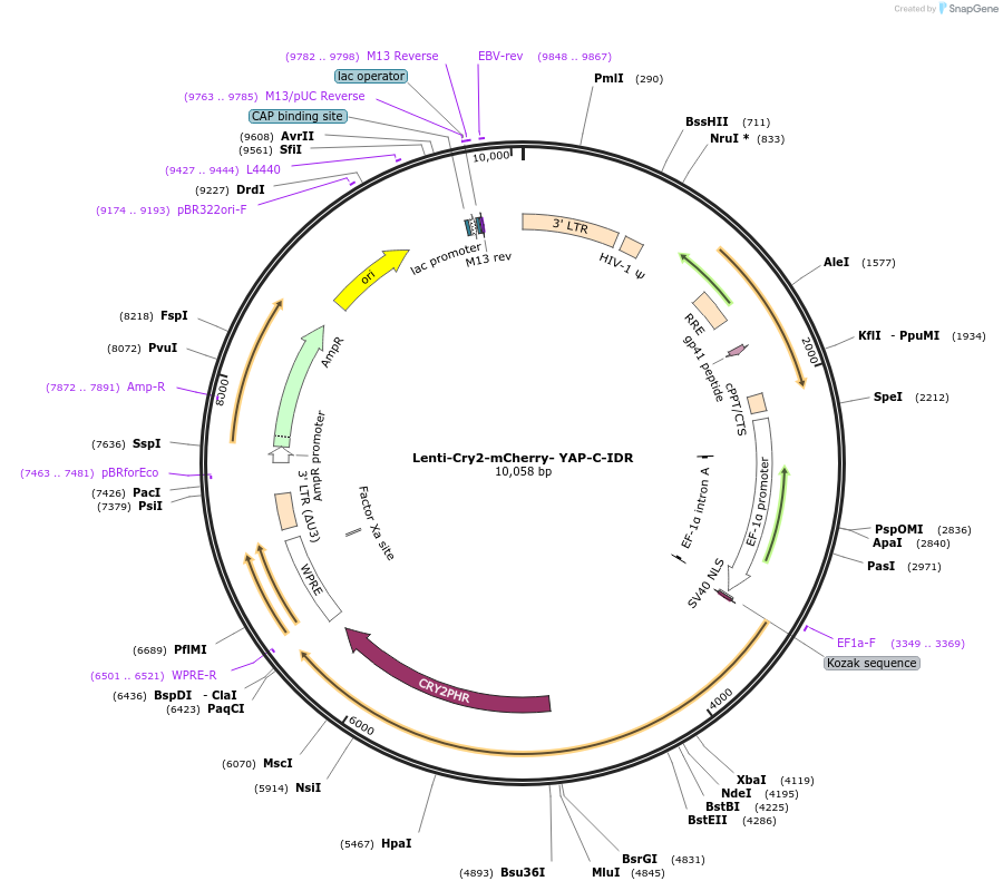 166447-plasmid-map-sequence-id-329731