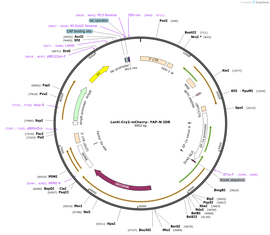 166446-plasmid-map-sequence-id-329733