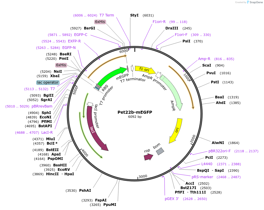 166439-plasmid-map-sequence-id-329735