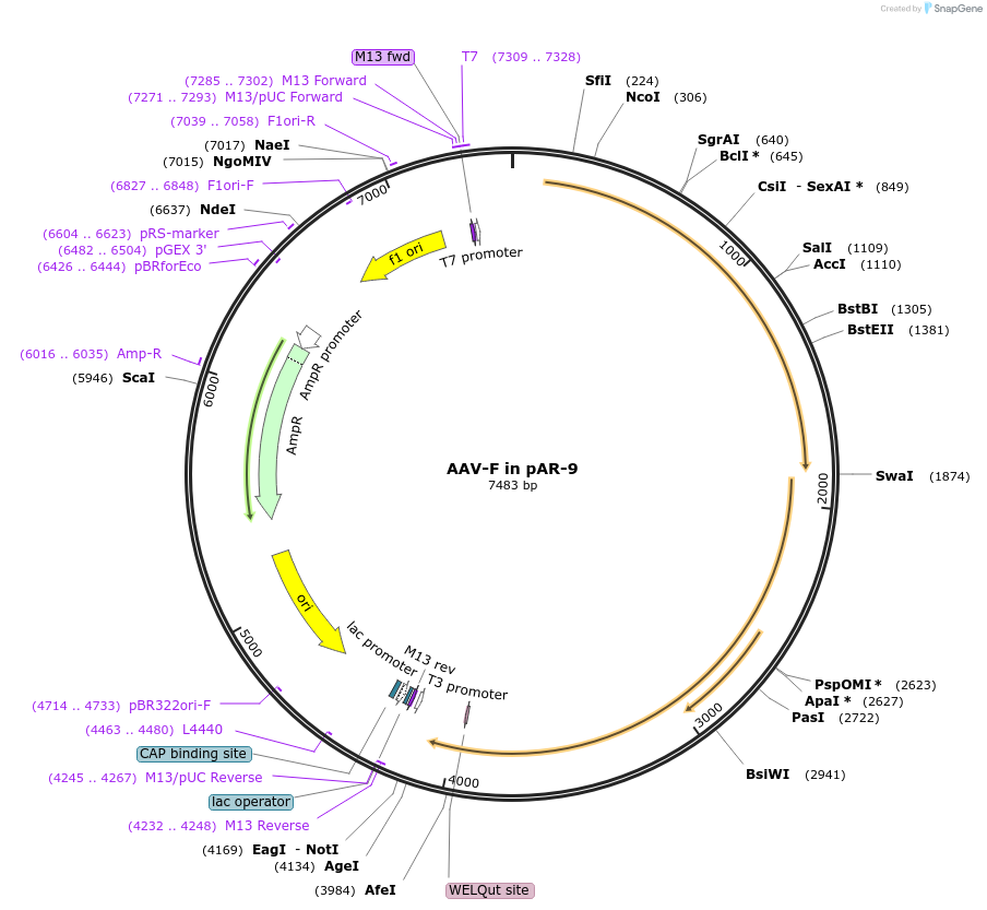 166921-plasmid-map-sequence-id-329744