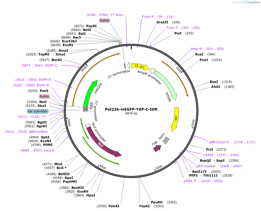 166441-plasmid-map-sequence-id-329748