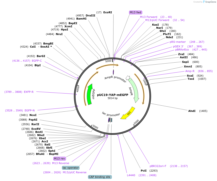 166472-plasmid-map-sequence-id-329756