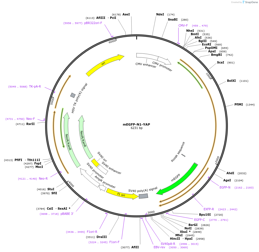 166457-plasmid-map-sequence-id-329757
