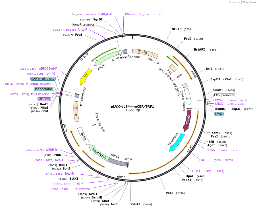 168176-plasmid-map-sequence-id-329775