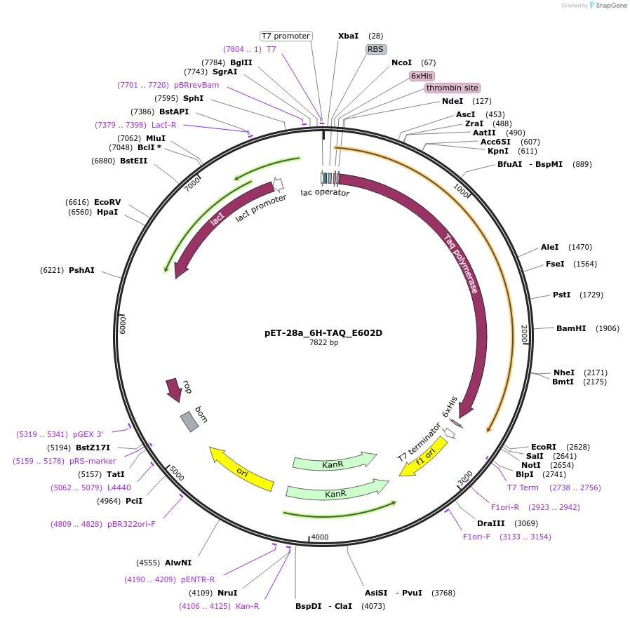 166944-plasmid-map-sequence-id-329798