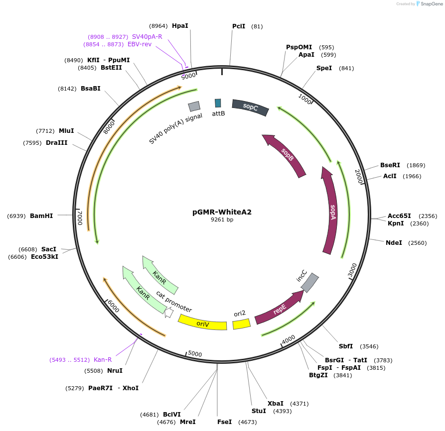 165874-plasmid-map-sequence-id-329800