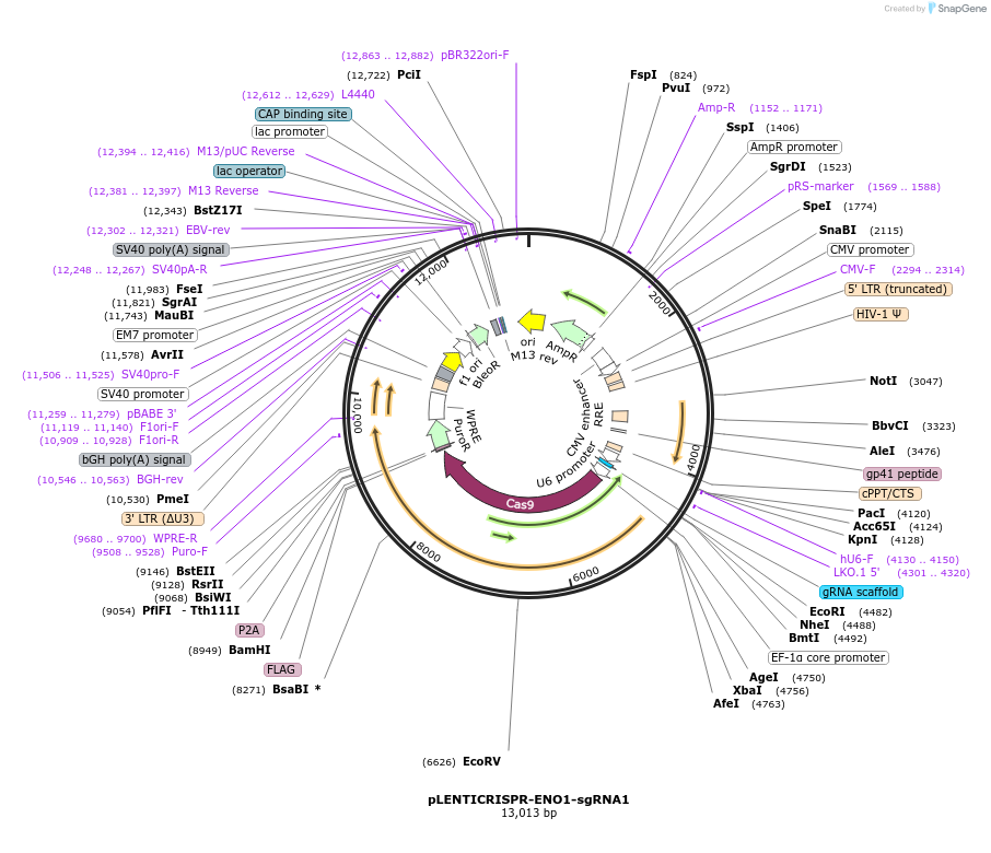 165927-plasmid-map-sequence-id-329803