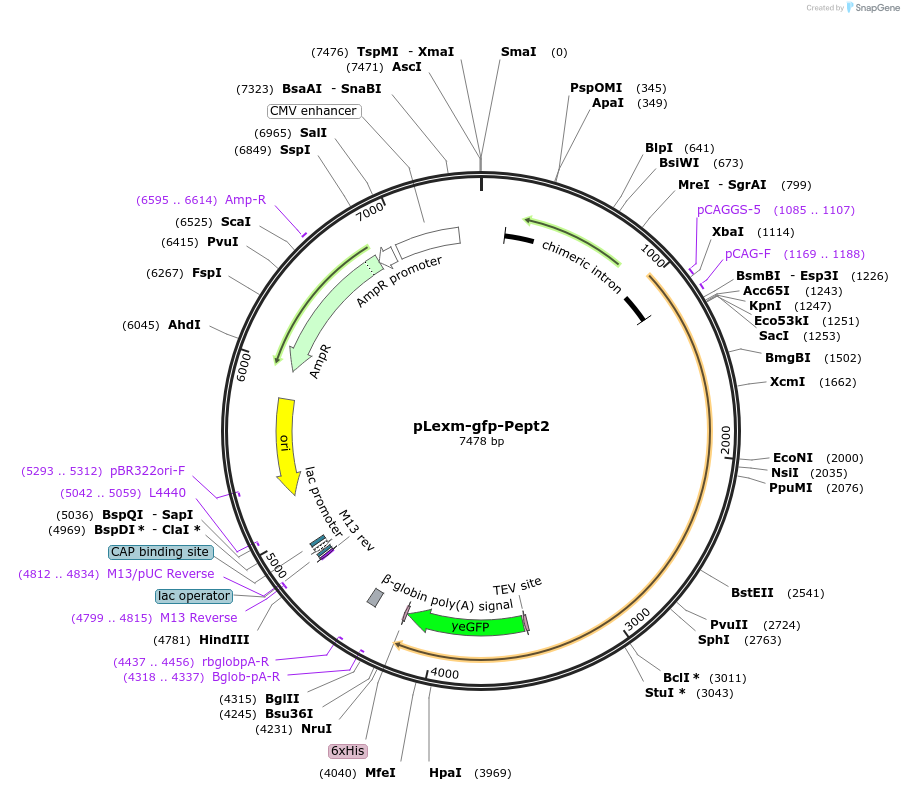 167988-plasmid-map-sequence-id-329804
