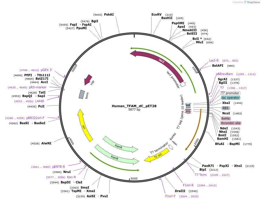 167328-plasmid-map-sequence-id-329811