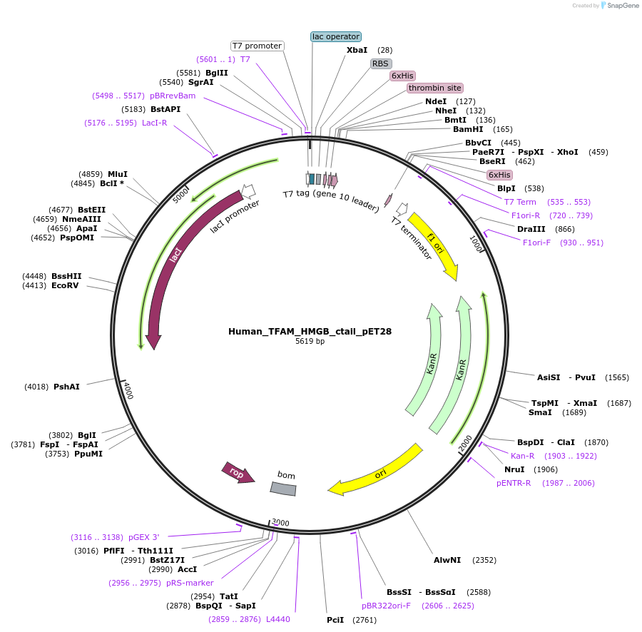 167330-plasmid-map-sequence-id-329812