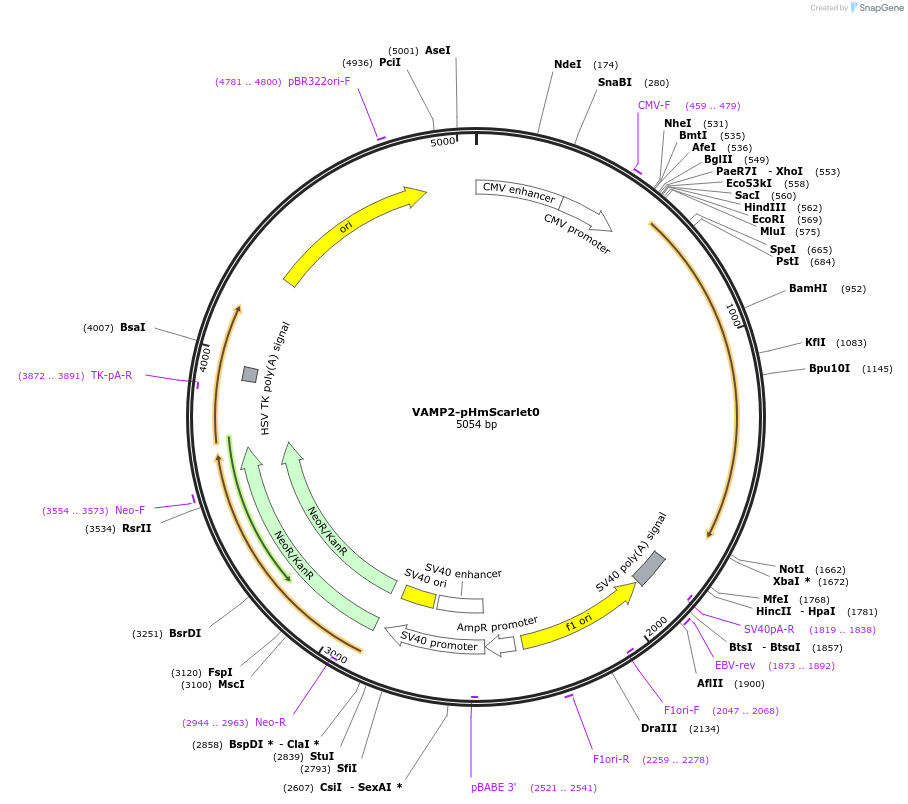 166891-plasmid-map-sequence-id-329814