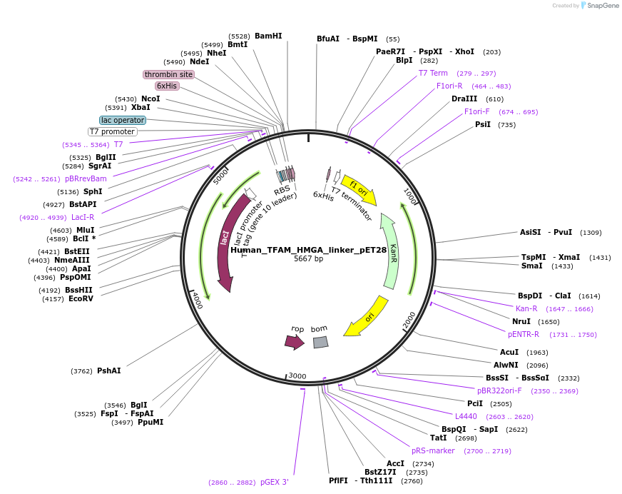 167327-plasmid-map-sequence-id-329816