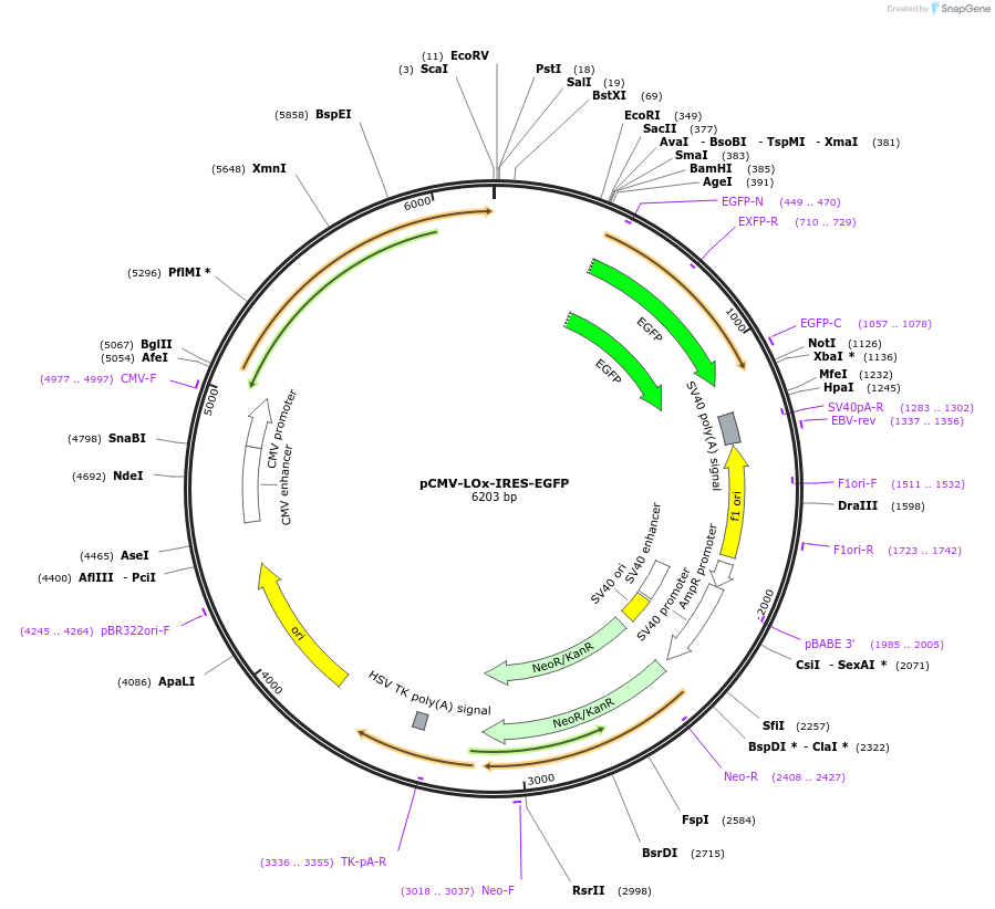 166877-plasmid-map-sequence-id-329820